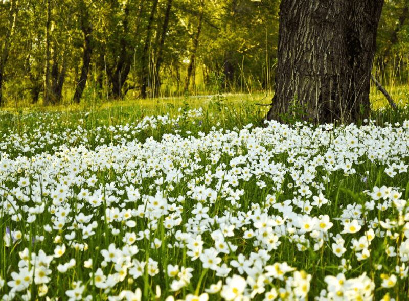 flowergarden